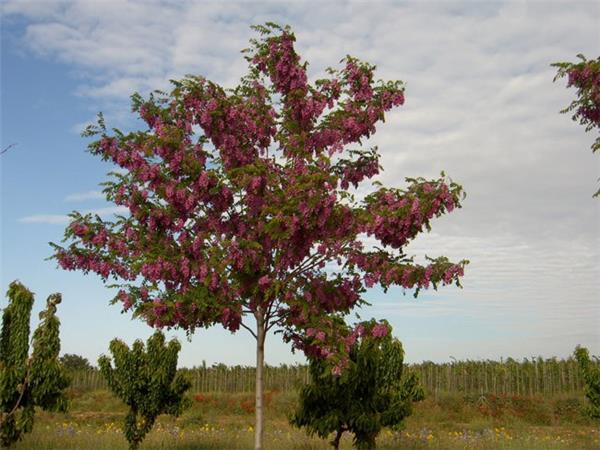 Robinia pseudoacacia Casque Rouge - Robinier faux acacia rose-pourpré