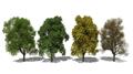 Quercus robur haute tige 12 14 ** Chêne commun ou pédonculé**