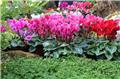 Cyclamen Patio In Out P23