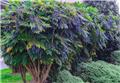 Mahonia japonica ou bealei 40 60 cm Pot