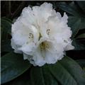 Rhododendron Honig Duft 40 50 Pot C5