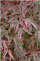 Acer palmatum Shirazz® 125 150 cm Pot C15