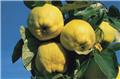 Cognassier Cydonia oblonga Leskovacz Buisson Pot C10L Cognassier à très gros fruits sucrés
