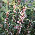 Sarcococca hookeriana Digyna c 3l