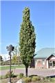 Quercus palustris Green Pillar Baliveau 250 300 cm Motte