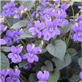Viola labradorica Pot C1.5