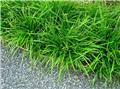 Carex morrowii Irish Green Pot P9 *** Remise importante à partir de 24 plantes **