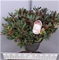Rhododendron Wine And Rose 80 100 Pot C23 ** Feuillage décoratif **