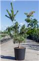 Pinus parviflora tempelhof 100 125 Pot C18