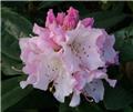 Rhododendron Christmas Cheer 50 60 Pot