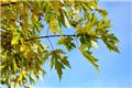 Acer saccharinum Laciniatum Wieri Haute Tige 10 12