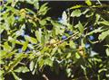 Quercus cerris 50 60 cm JPL RN
