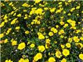 Chrysantheme des moissons jaune (VT)