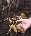 Smallanthus sonchifolius Pot 1.5L poire de terre