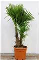 Trachycarpus Fortunei Pot P45 Ht 220 250 cm 2 troncs
