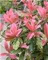 Photinia serratifolia Pink Crispy 100 120 cm Pot C20