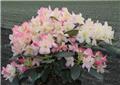 Rhododendron yakushimanum Percy Wiseman 050 060 cm Pot C5
