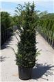 Taxus baccata 175 200 cm Pot : se plante toute l´année; reprise assurée.