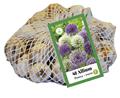 Allium giganteum Pourpre-Blanc * sac 40 pc cal.10/12