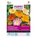 Pavot des Jardins - Buzzy Poppy Flowers