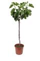 Ficus carica Ronde de Bordeaux Tige 100 120 cm Pot C15litres ** Unifère - Autofertile **