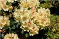 Rhododendron yakushimanum Centenial Gold 030 040 cm Pot C5