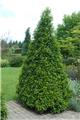 Prunus lusitanica Angustifolia 200 250 cm XTRA Fort Motte *** Remise importante à partir de 10 plantes **