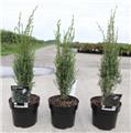 Juniperus communis Arnoldl 30 40 cm Pot C3