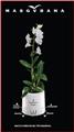 Pot orchidee 13 cm BLANC Masgabana