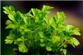 Apium graveolens - Celeri ou ache des marais Pot C1.5
