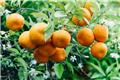 Citrus myrtifolia Chinoto - Mandarinier chinois Mini tige Pot P20