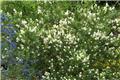 Ceanothus thyrsiflorus Millerton Point Pot C2L ** Fleurs blanches **