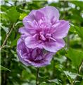 Hibiscus syriacus Purple Ruffles® 80 100 cm Pot C10Litres