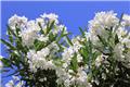 Nerium oleander Corazon buisson BLANC 60 80 Pot 22 Laurier Rose