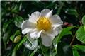 Camellia japonica Silver Waves Pot C15Litres ** 9 ans **