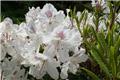 Rhododendron Annae 100 120 cm