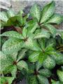 Helleborus niger Magic Leaves Pot C1.5