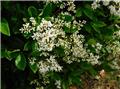Ligustrum japonicum Rotundifolium 20 30 Pot