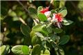 Acca sellowiana (Feijoa) buisson Pot C10Litres