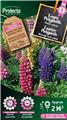 Lupin Vivace Polyphille  (Protecta)