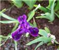 Iris pumilia Cherry Garden (Pourpre) Pot C2.5L