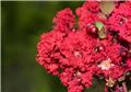 Lagerstroemia indica Red Rocket Pot C7.5L ** rouge **