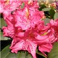 Rhododendron Pearce S American Beauty 040 060 cm Pot C5Litres