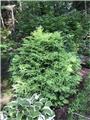 Metasequoia glyptostroboides Schirrmann S Nordicht 080 100 cm Pot C10Litres