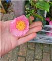 Camellia sasanqua Rose de Segur 050 060 cm C5 Litres **Parfumé **