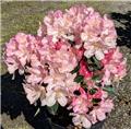 Rhododendron Yakushimanum Polaris 30 40 Pot