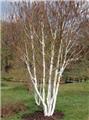 Betula utilis Jacquemontii Cépée 2 troncs 400 500 cm Motte ** Plante forte XXXL **