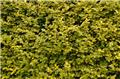 Ligustrum ovalifolium Aureum Touffe Forte Pot C3.5 60 80 cm ** Se plante toute l´annnée **