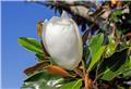 Magnolia grandiflora Little Gem Mini Tige 100 cm Pot P30