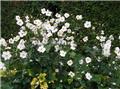 Anemone japonica Honorine Jobert Pot C3Litres